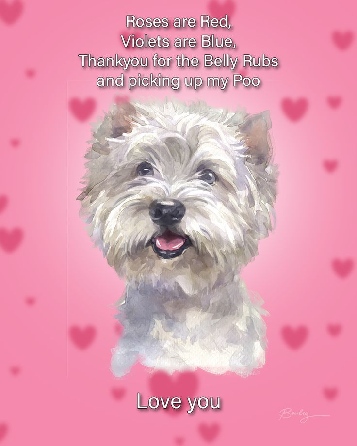 a cute little dog on a pink background with hearts