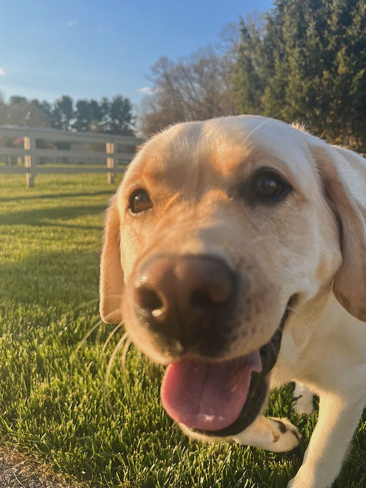 a close up of a dog in the grass