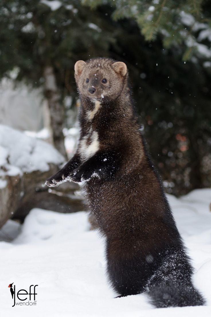 a brown animal standing on its hind legs in the snow