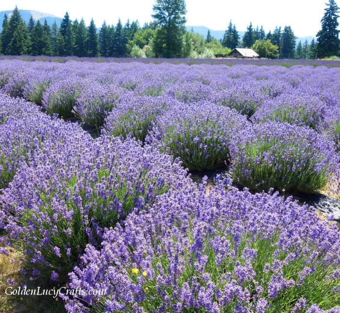 a field full of purple flowers with trees in the background