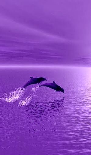 two dolphins jumping out of the water with purple sky and clouds behind them, in front of an ocean background