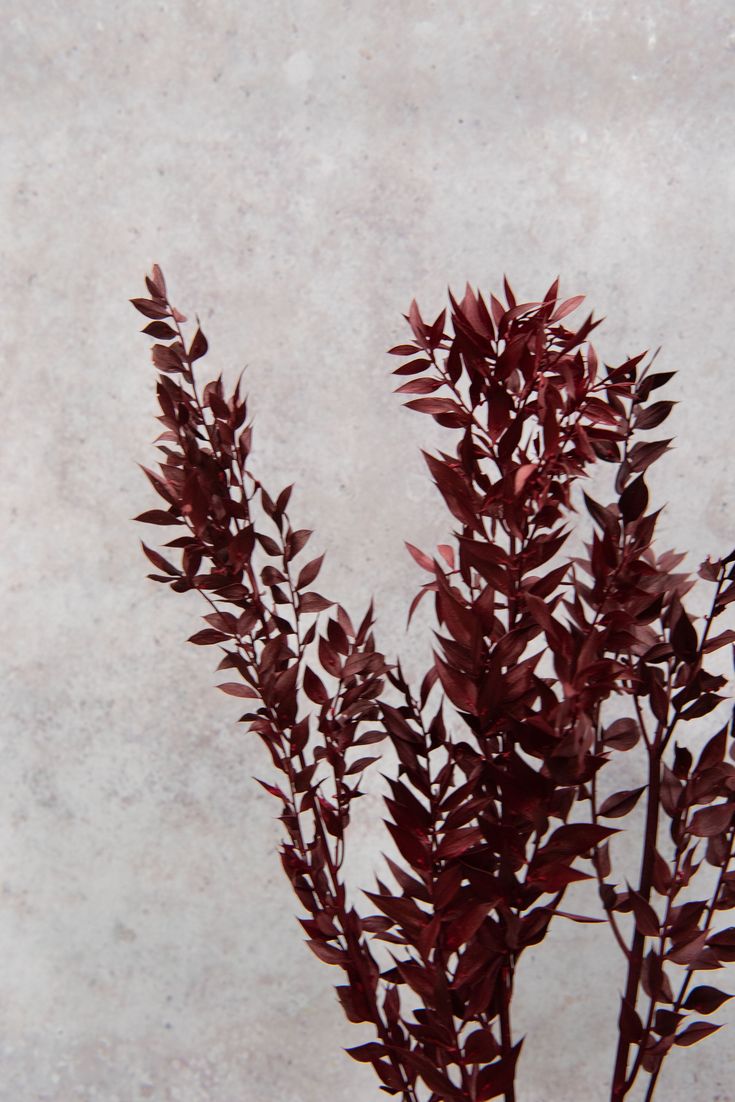 some red plants are in a vase on a table with a white wall behind them