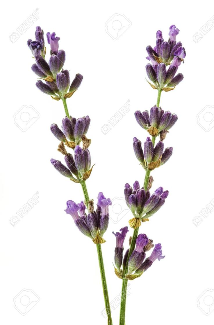 two purple lavender flowers in a vase on a white background stock photo, picture and royalty