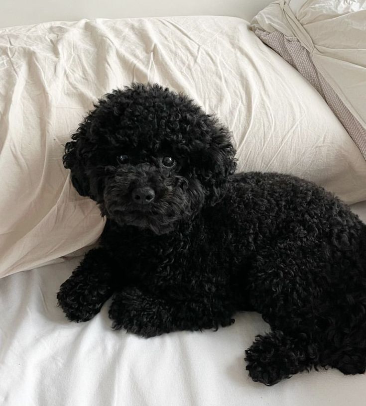 a small black dog laying on top of a bed next to white sheets and pillows