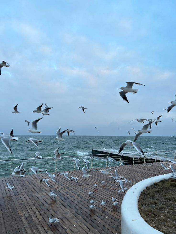 seagulls flying above the waves of the winter sea Odessa Aesthetic, Sleeping In Your Car, Appeasement, Odessa Ukraine, Sea Lover, Summer Feeling, Odessa, Pretty Places, Graphic Poster