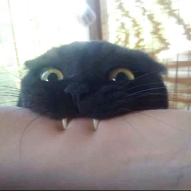 a close up of a person holding a black cat with large yellow eyes and sharp teeth