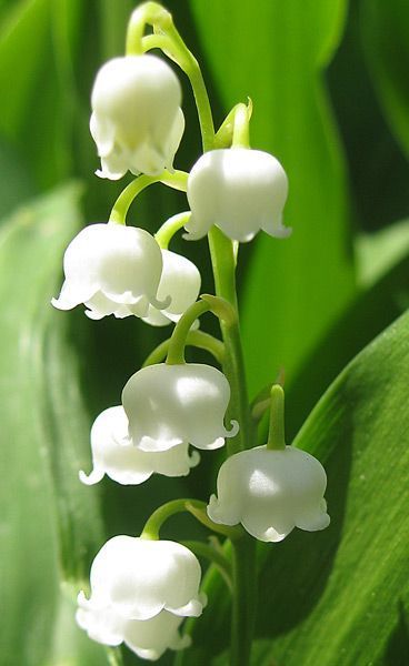 white flowers with green leaves in the background