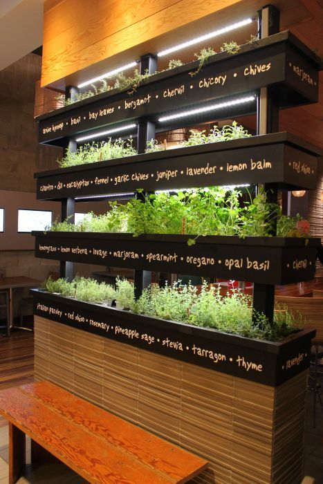 an indoor herb garden on display in a restaurant