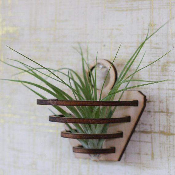 a potted plant sitting on top of a wooden shelf next to a white wall