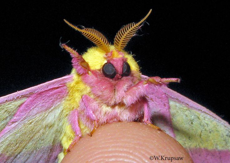 a pink and yellow moth sitting on top of a human's arm