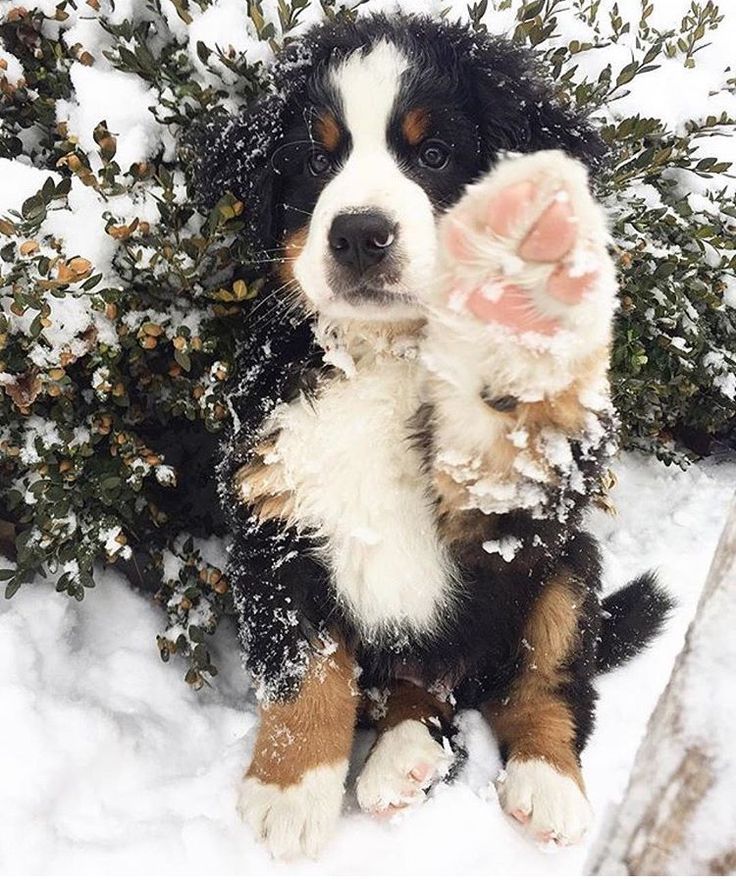 a dog is sitting in the snow with its paw up to it's face