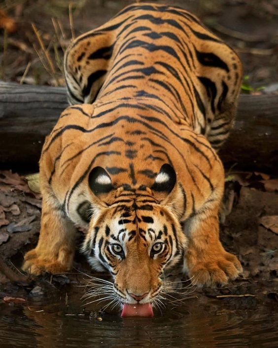 a tiger drinking water from a pond with its mouth open and it's head in the water