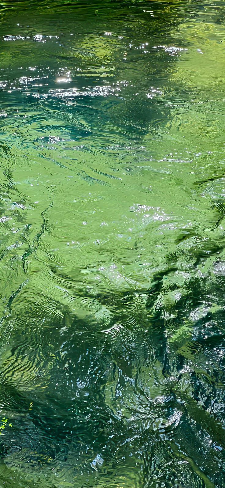 the water is very green and it looks like they are floating in the river or lake