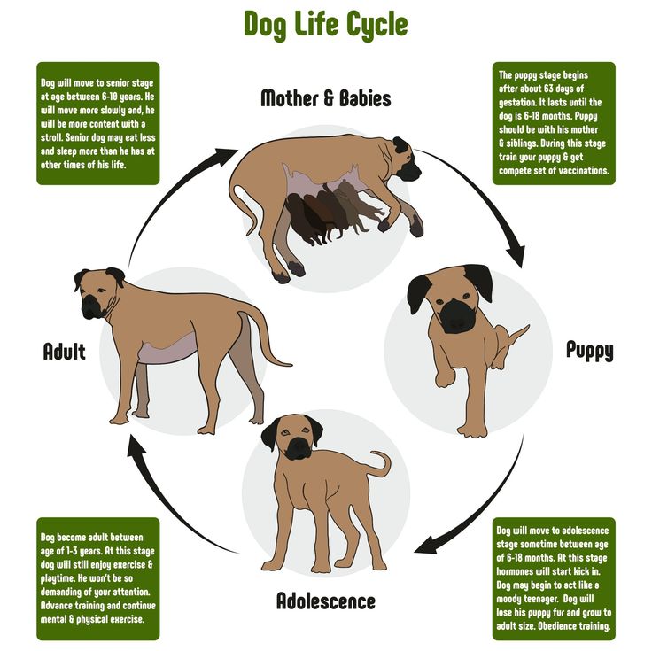 a diagram showing the life cycle of a dog with four puppies in it's stages