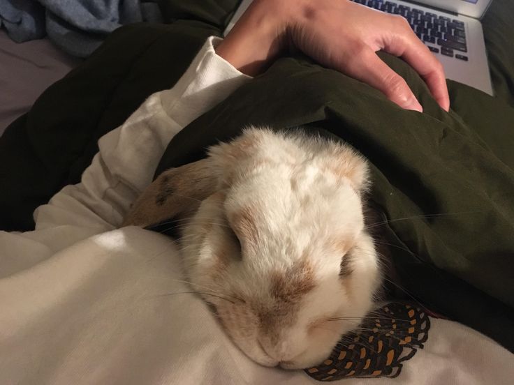 a person laying in bed with a cat sleeping on their lap next to a laptop