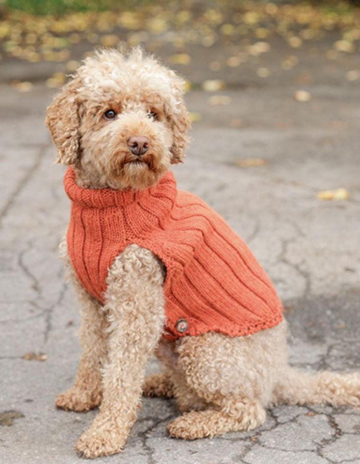 a dog wearing an orange sweater sitting on the ground