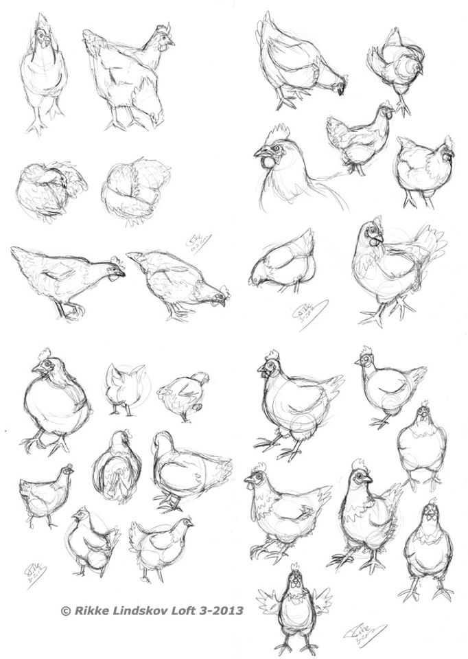 a bunch of chickens are shown in this sketching lesson for beginners to learn how to draw them