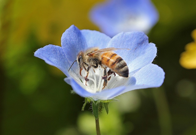 a bee sitting on top of a blue flower