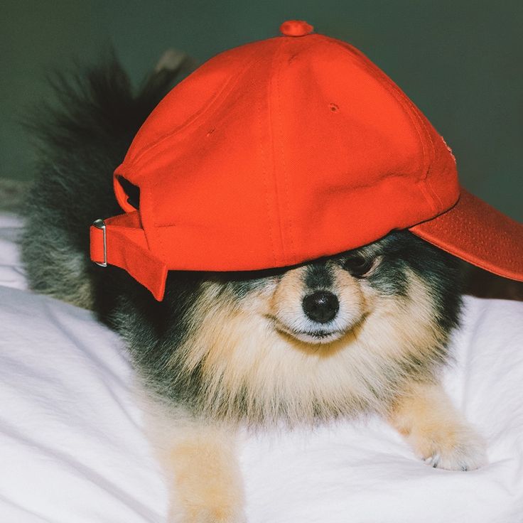 a small dog wearing a red hat on top of it's head