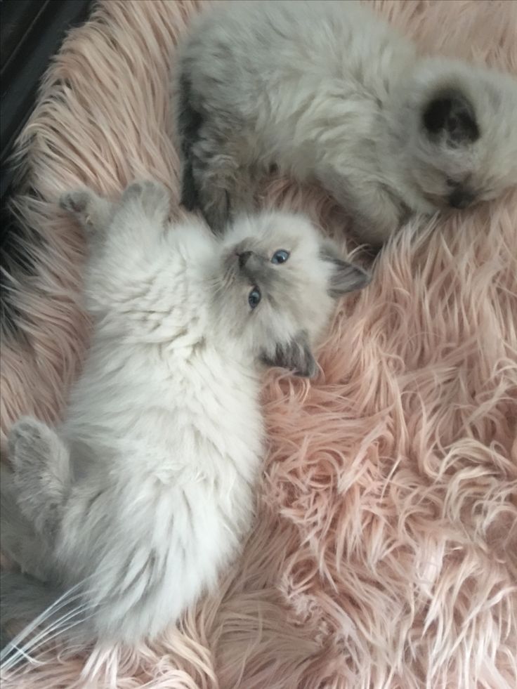 two white kittens are laying on a pink fluffy blanket and one is looking at the camera