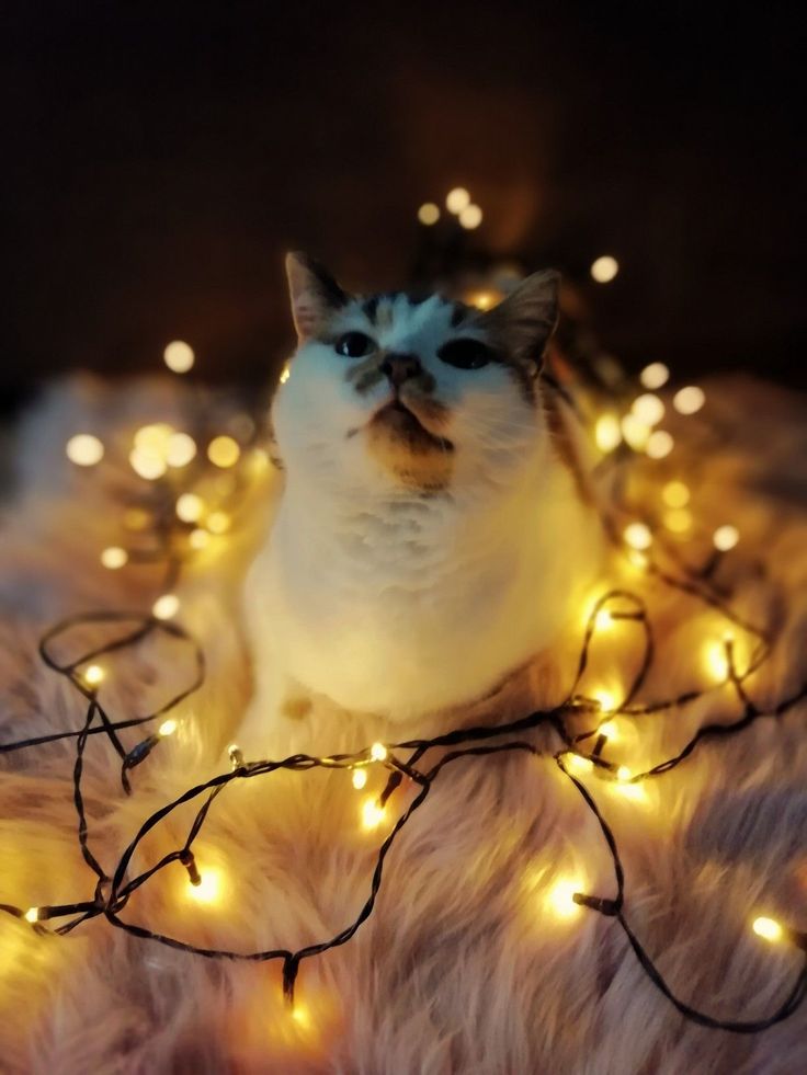 a cat sitting on top of a furry rug covered in christmas lights and looking at the camera