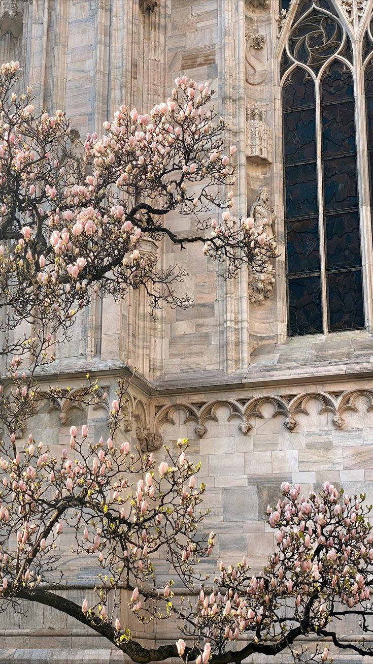 there is a tree with pink flowers in front of a building that has an arched window