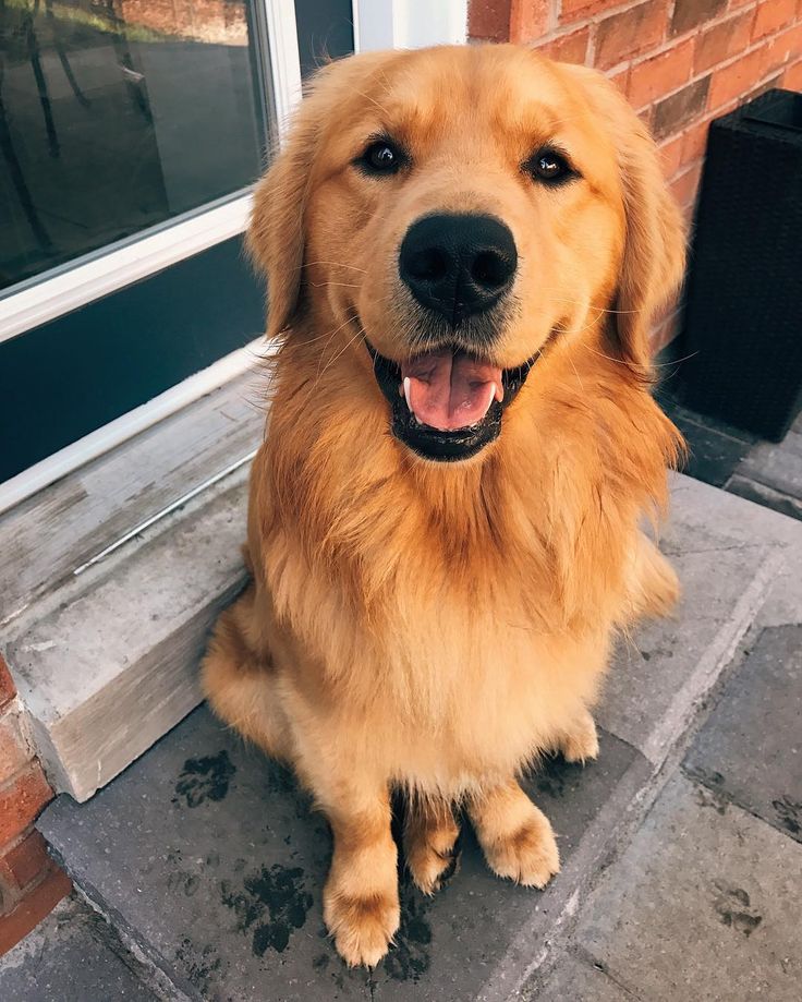 a brown dog sitting on top of a cement floor next to a brick wall and door