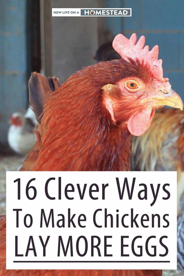 a chicken with the words 16 clever ways to make chickens lay more eggs on it