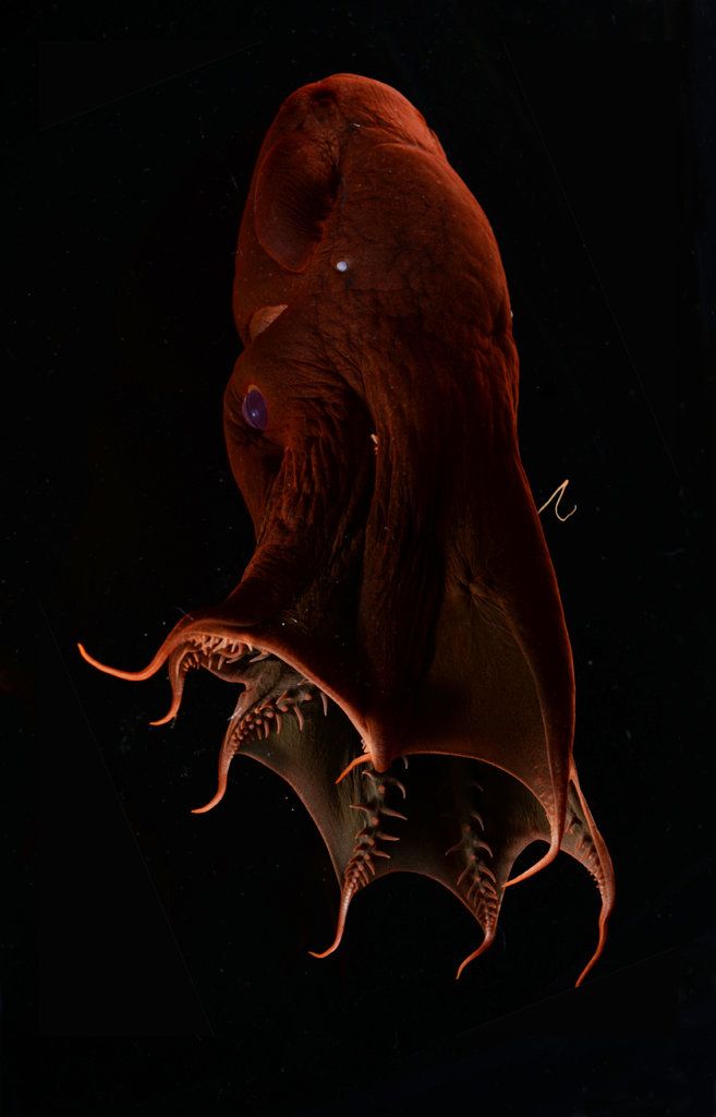 an octopus in the dark with its mouth open and it's eyes glowing red