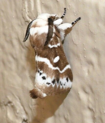 a stuffed giraffe is hanging upside down on the wall with it's tongue out