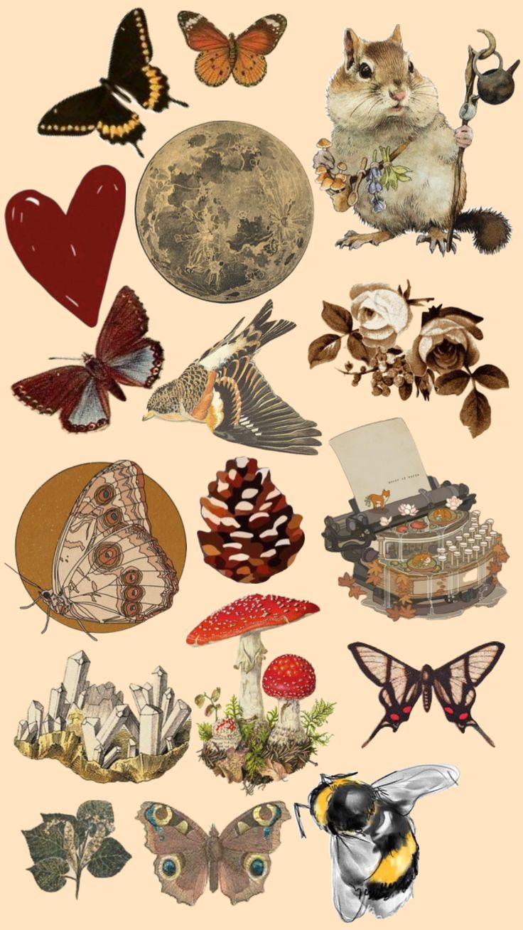 an image of many different types of birds and moths