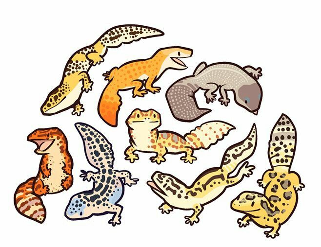 an assortment of different types of geckos on a white background with clipping