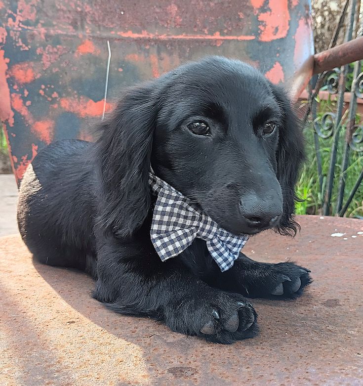 a black dog with a bow tie laying on the ground