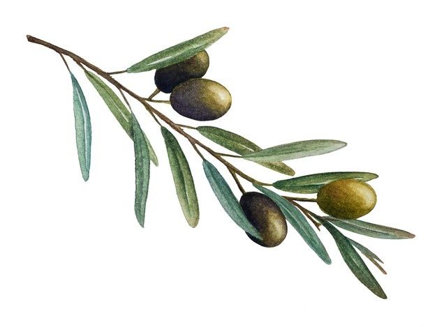 an olive branch with leaves and fruit on it