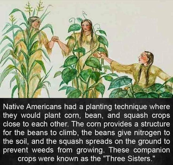 native americans had a planting technique where they would plant corn, bean, and squash crops