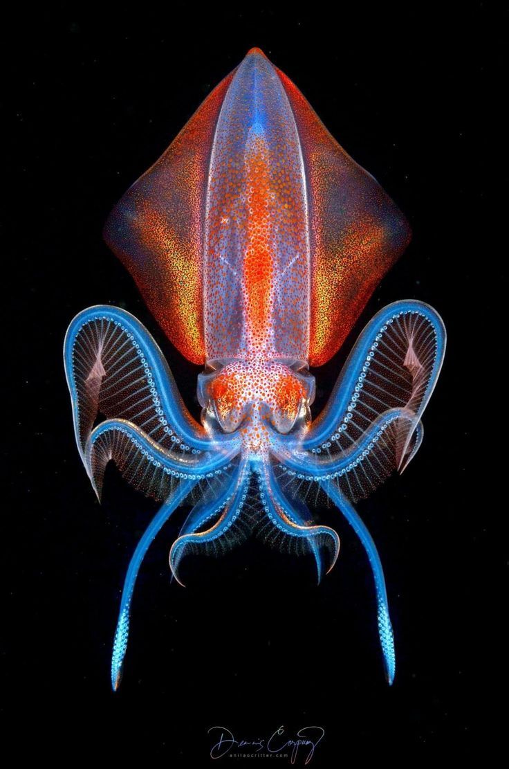 an orange and blue squid with long tentacles on it's back end, in the dark