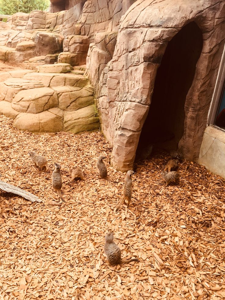 small birds are standing in the dirt near a door and some rocks on the ground