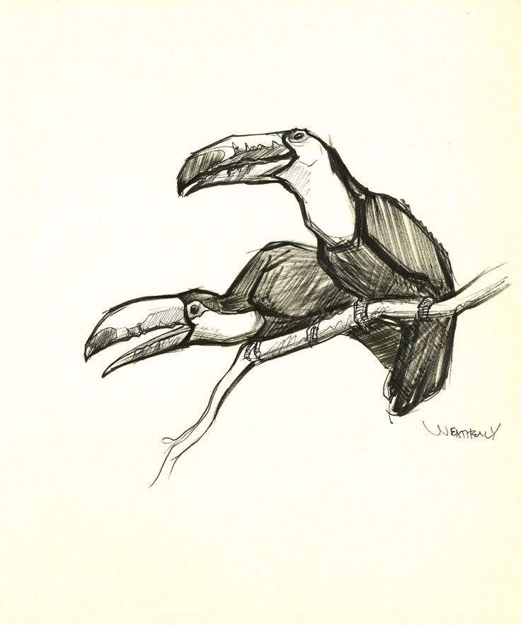 a drawing of a toucan sitting on a branch