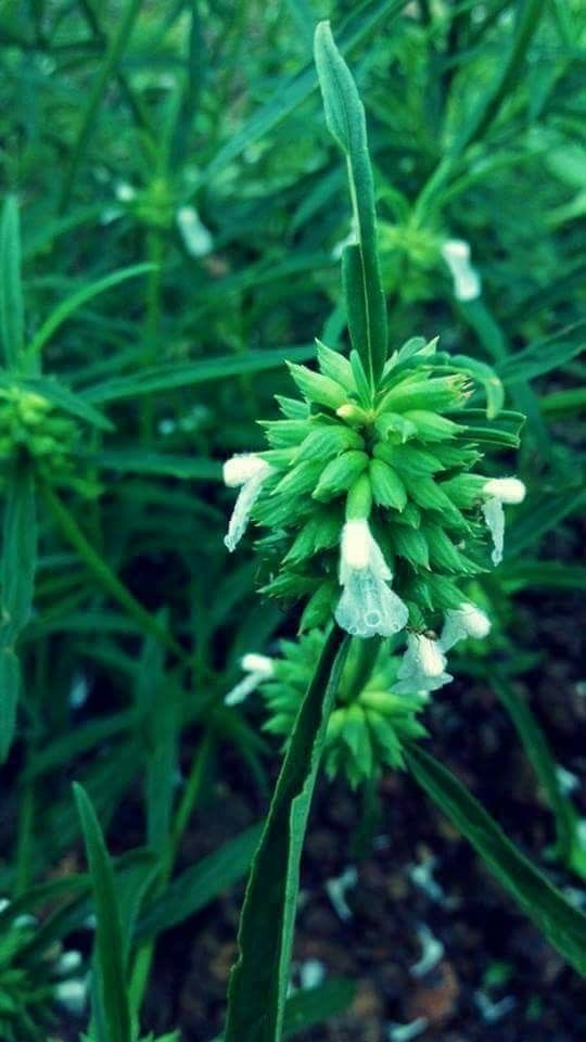 Kerala, Flowers, Thumbappoo.. Kerala Flowers, Kerala Beauty, Nostalgia Photography, Grape Tree, Kerala Travel, Good Morning Nature, Malayalam Quotes, Kerala Tourism, Exotic Beaches