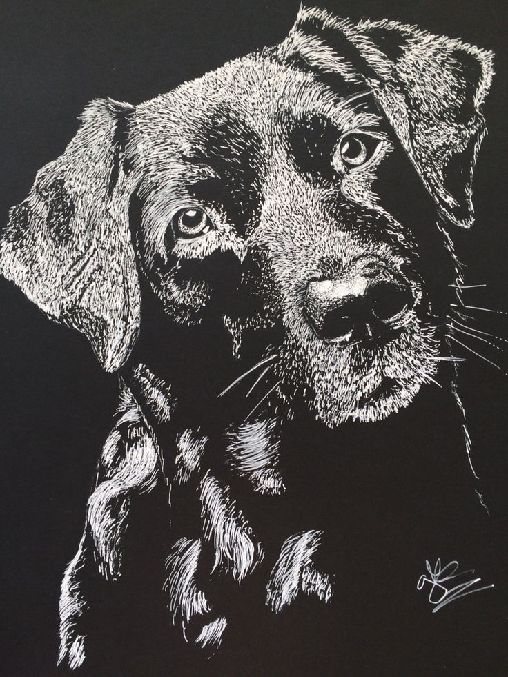 a black and white drawing of a dog