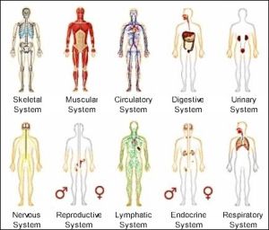 the human organ systems are labeled in different colors and sizes, with labels on each side