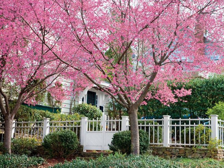 a tree with pink flowers in front of a white fence