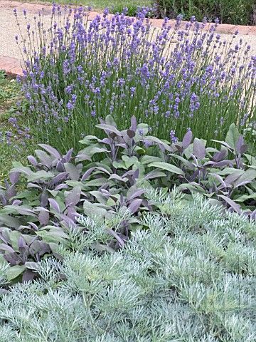 purple flowers and green plants in a garden