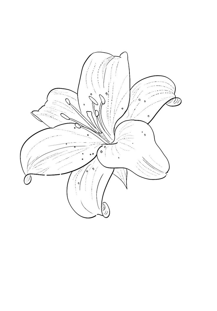 a black and white drawing of a flower with water droplets on it's petals