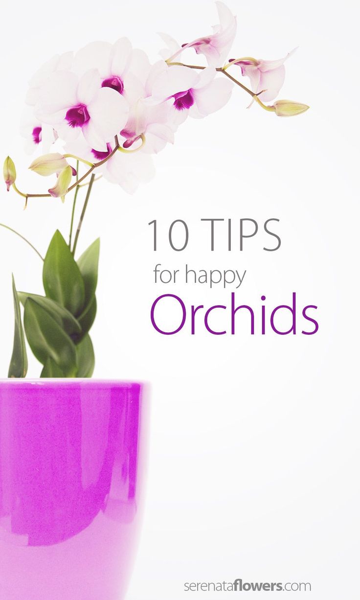 a purple vase with flowers in it and the words 10 tips for happy orchids