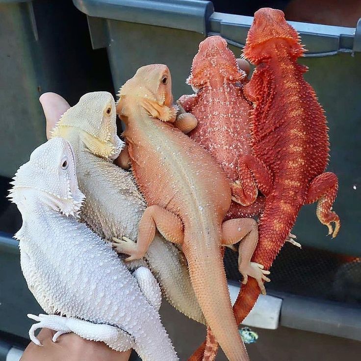 a person holding three different colored lizards in their hands