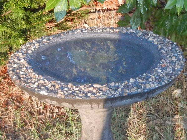 a bird bath sitting in the grass