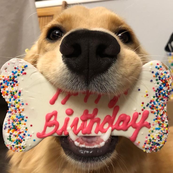 a dog holding a large birthday cake in its mouth with the word happy written on it