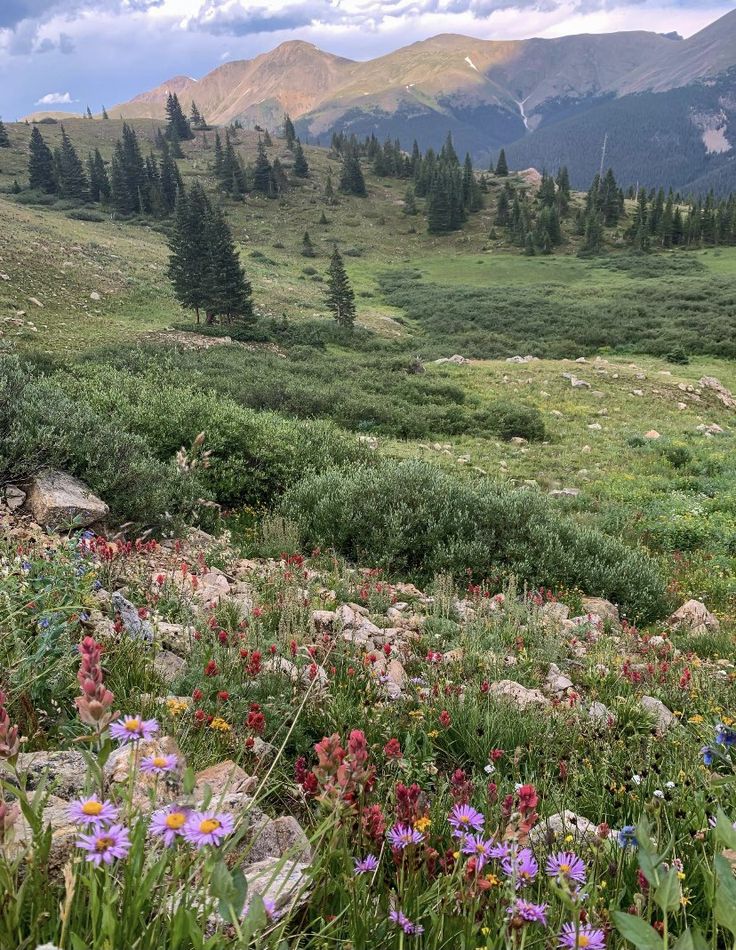 wildflowers and other flowers in the mountains