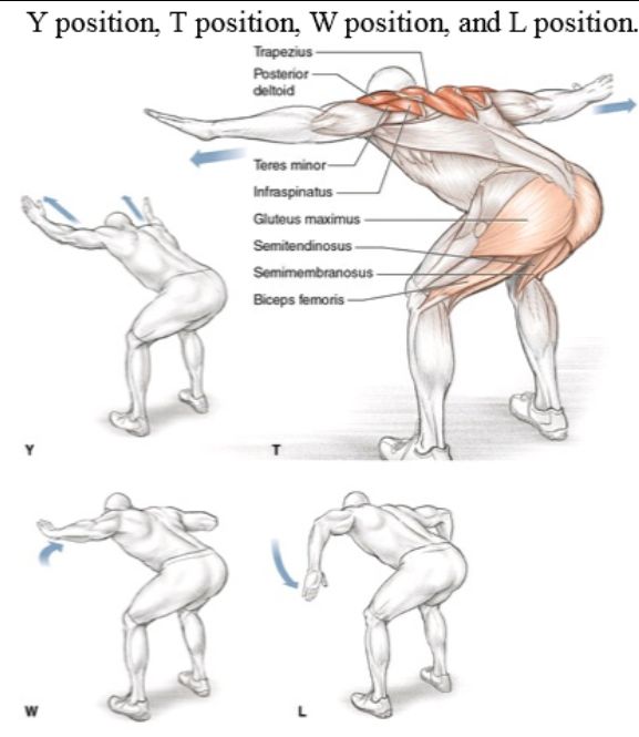 the muscles are shown in three different positions, and each is labeled with their corresponding names